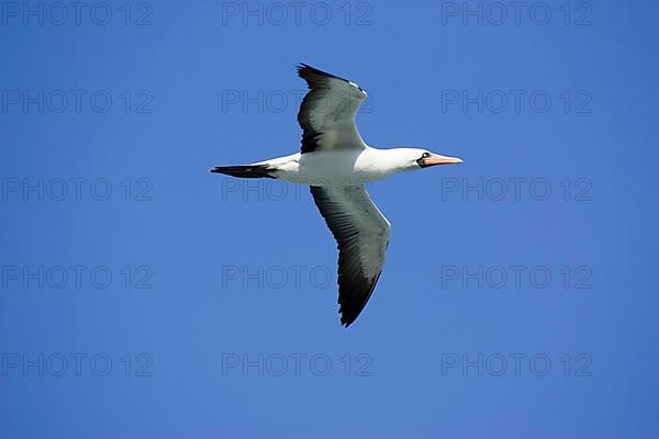 Nazca booby