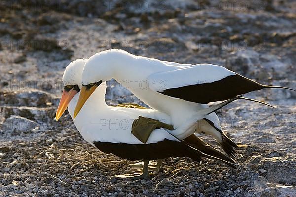 Nazca booby