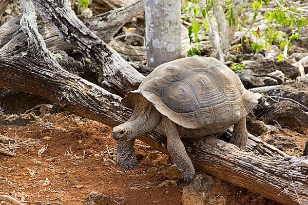 Galapagos giant tortoise