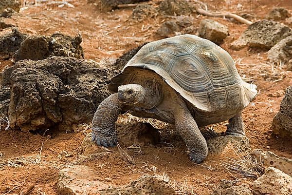 Galapagos giant tortoise