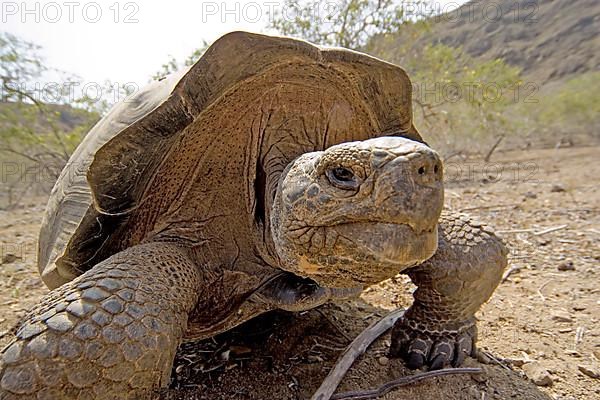 Galapagos giant tortoise