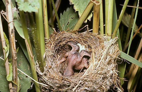 Young common cuckoo