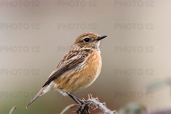 Stonechat