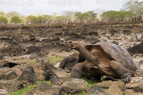 Testudo elephantopus