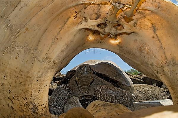 Testudo elephantopus