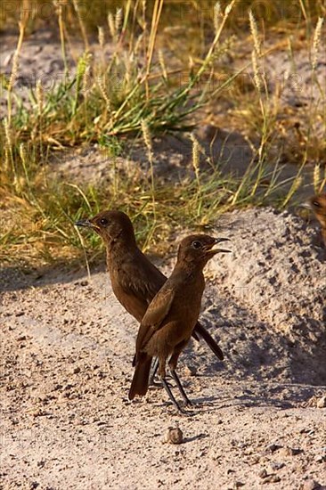 Termite Chat