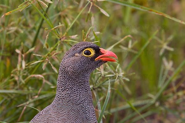 Red billed francolin