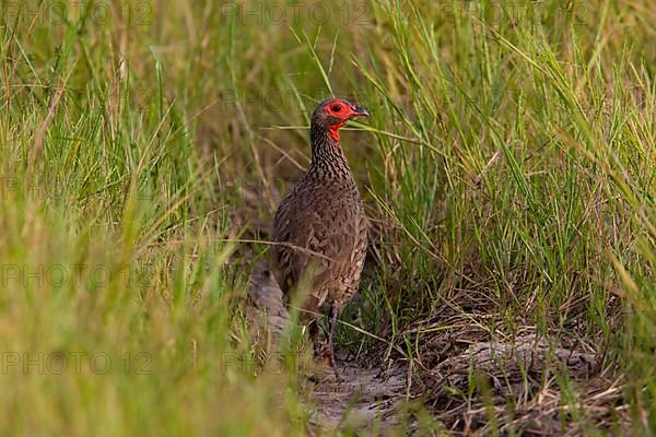 Swainson's francolin