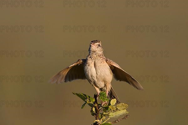 Red-collared Lark