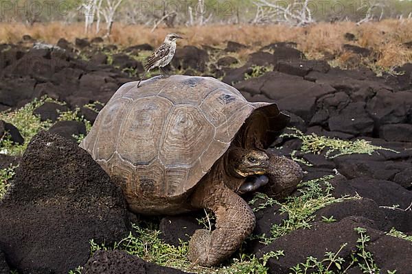 Chatham Mockingbird on a Galapagos Giant Tortoise from San Cristobal Island