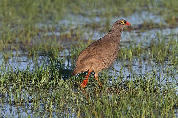 Red billed spurfowl