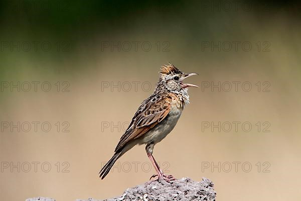 Rufous-naped Lark