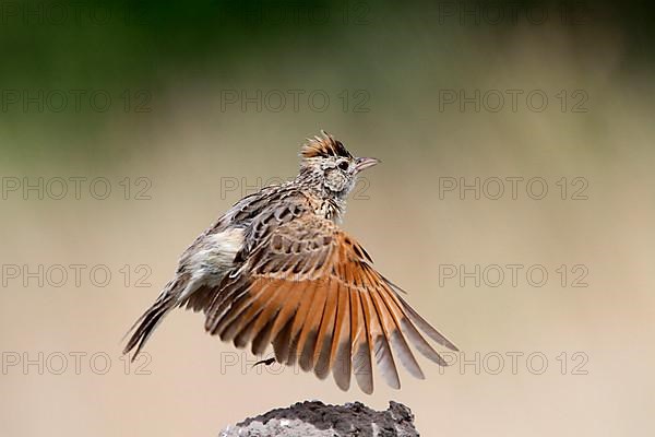 Rufous-naped Lark