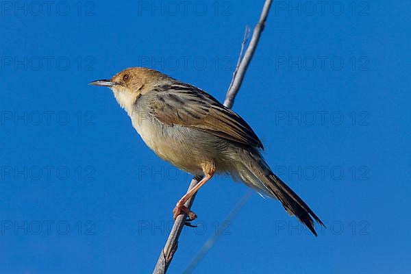 Marsh Cisticola