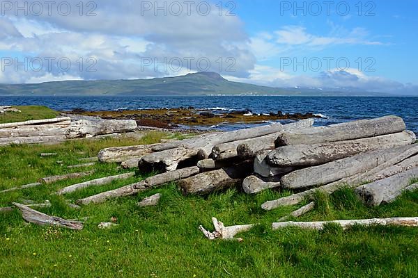 Driftwood