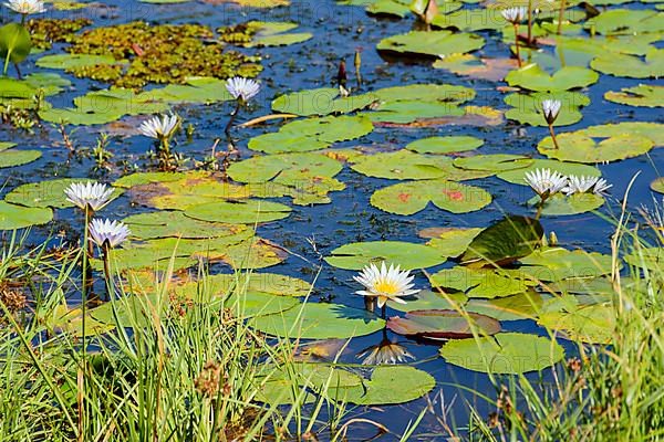 Blue lotus