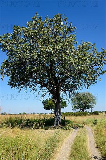 Sausage Tree