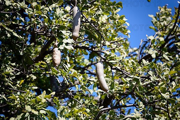 Sausage Tree