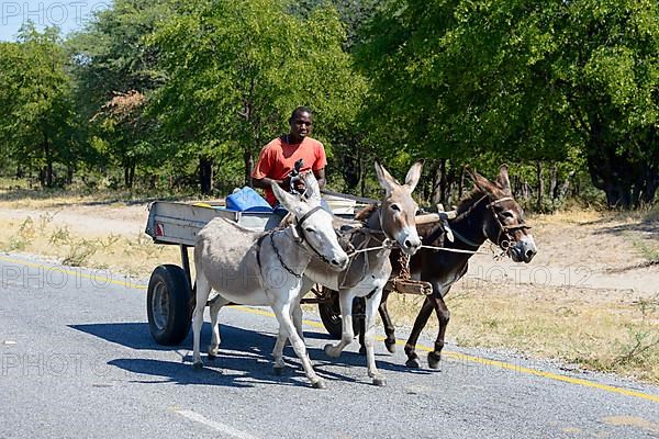 Donkey team