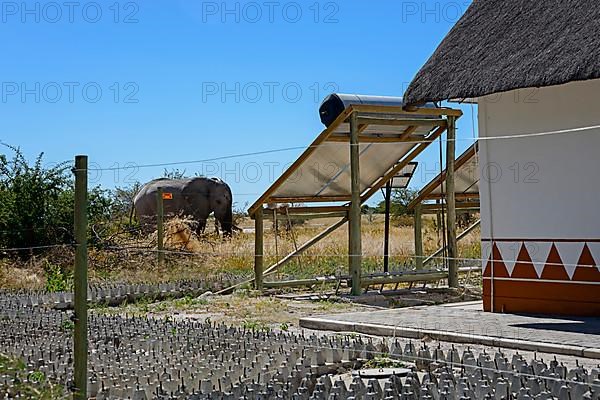 African Elephant