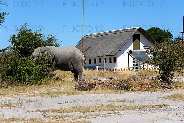 African Elephant