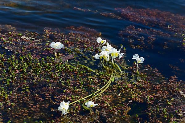 Swamp lily