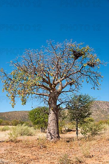 African baobab