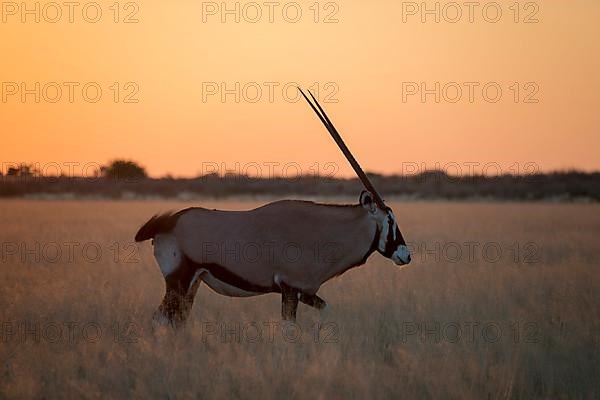 Gemsbok