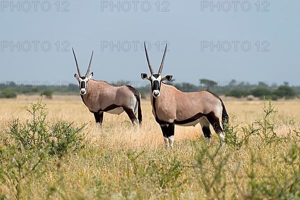 Gemsbok