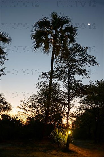 True makalani palm