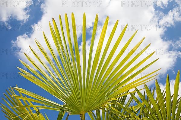 Chinese windmill palm
