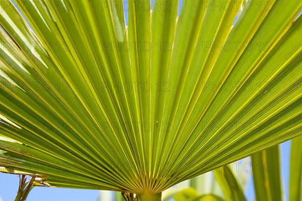 Chinese windmill palm