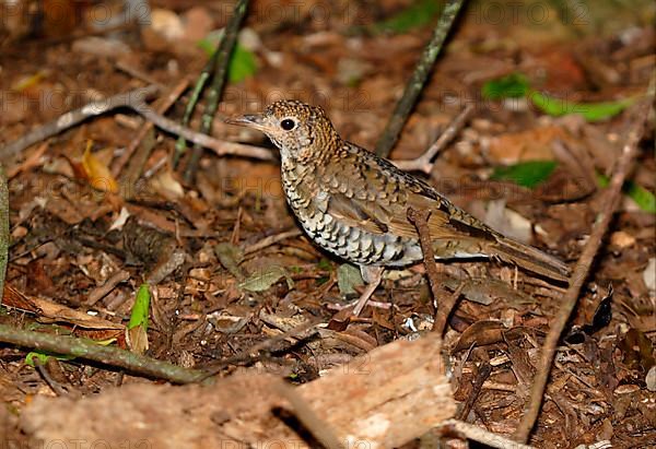 Tasmanian Thrush