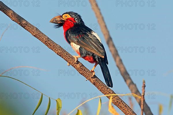 Groove-billed Barbet