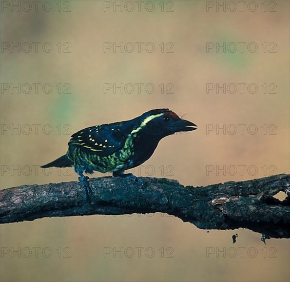 Yellow-spotted Barbet