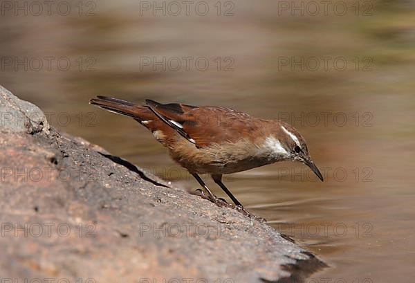 White-winged cinclodes