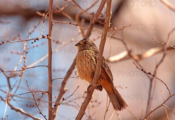 Two-banded plantcutter