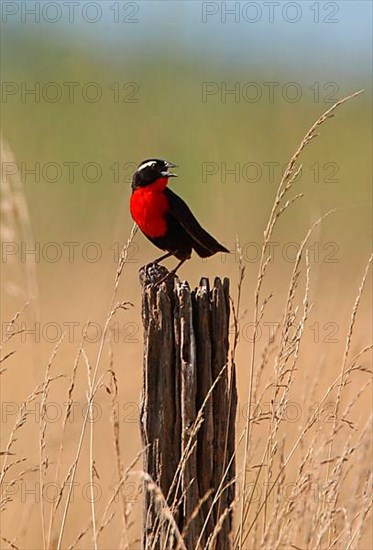 White-browed Blackbird