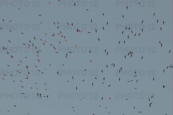 Great Dusky Swift