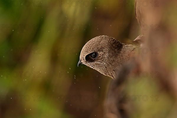 Large Dusky great dusky swift