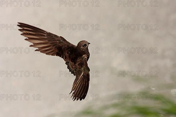 Large Dusky great dusky swift