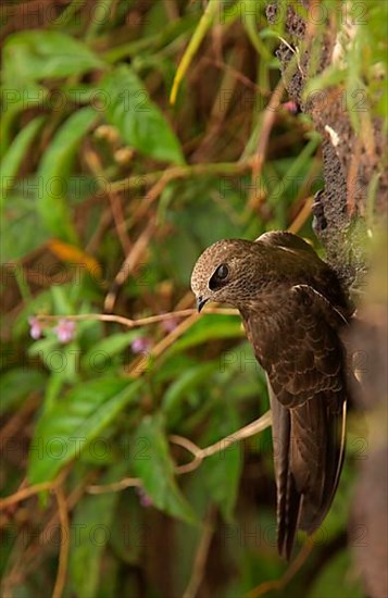 Large Dusky great dusky swift