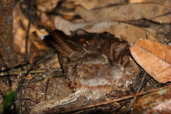 Ocellated poorwill