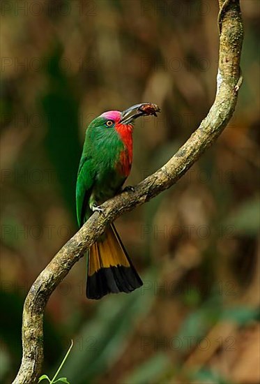 Red-bearded Bee-eater