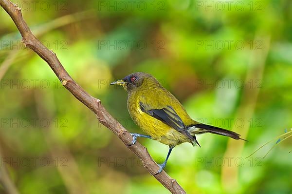 New Zealand new zealand bellbird