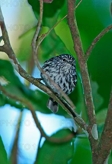 Arrowhead Warbler