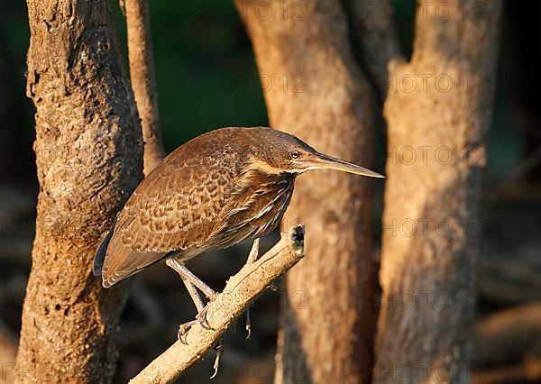 Black bittern