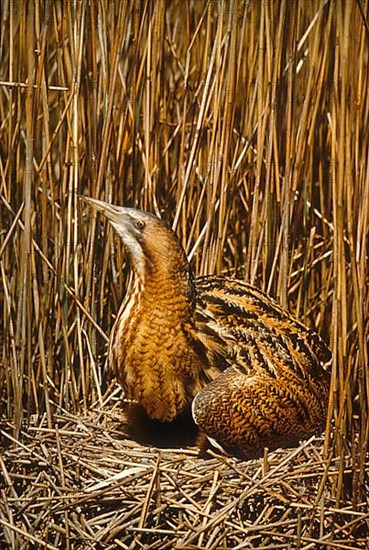 Great Bittern