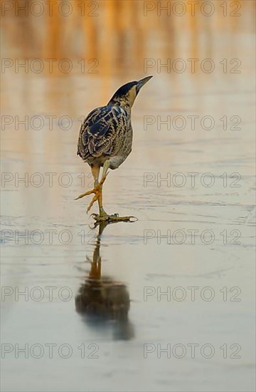 Great eurasian bittern