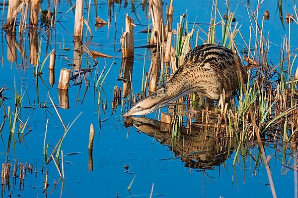 Great eurasian bittern